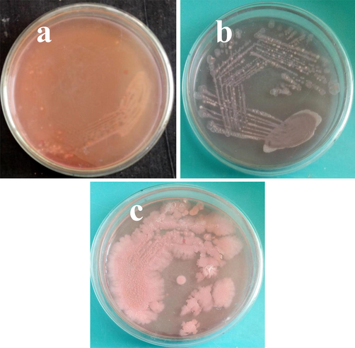 Validation of biofilm metabolic activity using muller hinton agar plate for growth observation (a, b) and biofilm growth of control (c), pathogenicity of biofilm inhibition (d) and complete biofilm bacterial inhibition (e) by congo red agar plate assay.