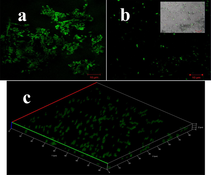Internal damages of biofilm forming cell and their parts of the Acinetobacter baumannii by confocal laser scanning electron microscope. The untreated control sample shown clear shape (a), treated sample shown damaged shape and arrangement (b) and 3D image of damaged cells (c).