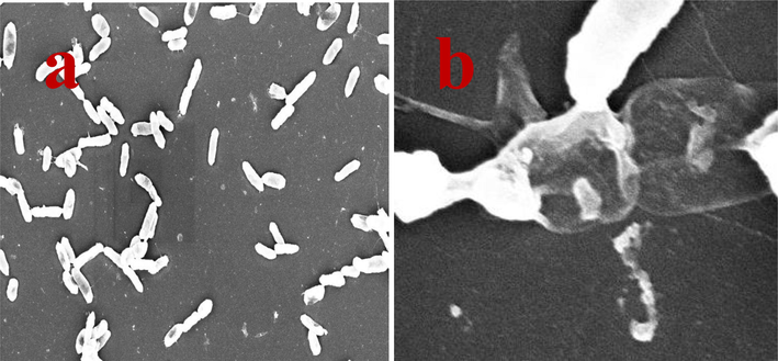 External cell wall and surrounding layers cleavage by scanning electron microscope and result of clear size and rod shape morphology (a) and unclear rod shape and surface layers damaged (b) cells of Acinetobacter baumannii.