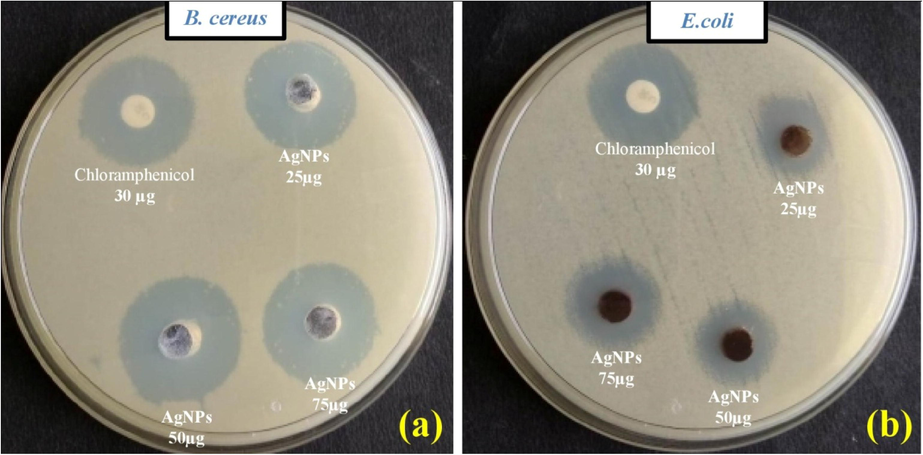 Antibacterial study of silver nanoparticles synthesized in P. subpeltata aqueous leaf extracts (Ps-ALE), (a) B. cereus, (b) E. coli.