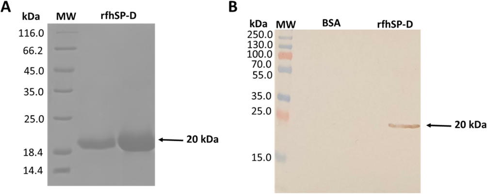 Immuno-blot proofing of reduced rfhSP-D with purified affinity and a 12% vol/vol solution of SDS-PAGE. (A) Urea based denaturisation was used to capture rfhSP-D proteins, migrating at approximately 20 kDa. Subsequent purification of properly folded rfhSP-D, eluted by EDTA, was done with maltose agarose. (B) Application of western blotting approach with the use of rabbit/anti-human SP-D polyclonal primary antibody. Figure shows the immuno-reactivity of purified rfhSP-D protein. Lane 1 shows the negative control Sample (BSA), while lane 2 depicts 10 µg/well of purified rfhSP-D.