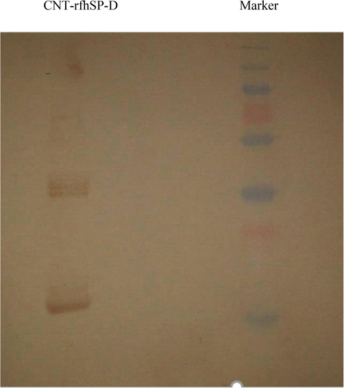 Binding of rfhSP-D to CMC-CNT. Analysis of rfhSP-D with 12% wt/vol SDS-PAGE solution. CMC-CNTS were incubated overnight along with purified rfhSP-D, in a weight ratio of 1:2. They were washed with PBS afterwards and then put into a centrifuge to remove all free rfhSP-D. The first lane in the figure shows the molecular weight marker, while the second lane shows CMC-CNT – rfhSP-D. Monomeric, dimeric, and trimeric protein chains can also be seen in lane 2.