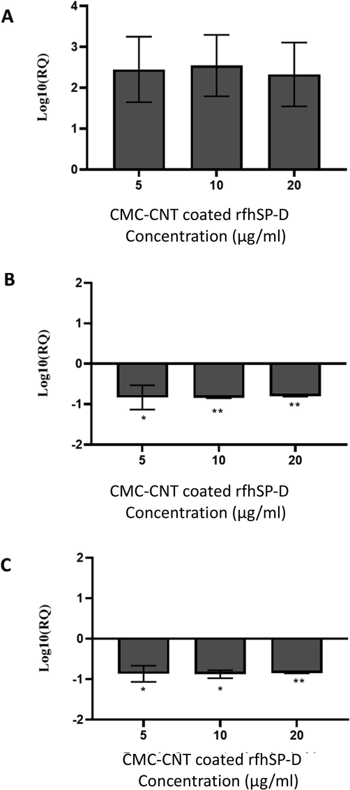 Comparison of relative quantification of mammalian rapamycin (mTOR). A = RAPTOR. B = RICTOR. C = mRNA expression in SKOV3 cells that were treated with rfhSP-D-CNT at multiple concentrations (as described in Fig. 3 description) for 6 h, in conjunction with CNT alone as a control. rfhSP-D-CNT (0, 5, 10, or 20 µg/ml) was used to seed SKOV3 (0.4 × 106) cells, while both, CNT and rfhSP-D treated cells were used for cDNA synthesis, qPCR and for total RNA extraction using 18S rRNA as a housekeeping control. Assays were performed in groups of three, with error bars represented as ± SEM. Significance of correlation between untreated and rfhSP-D-CNT treated cells was evaluated using the unpaired one-way ANOVA test [*p < 0.05 and **p < 0.01 (n = 3)].