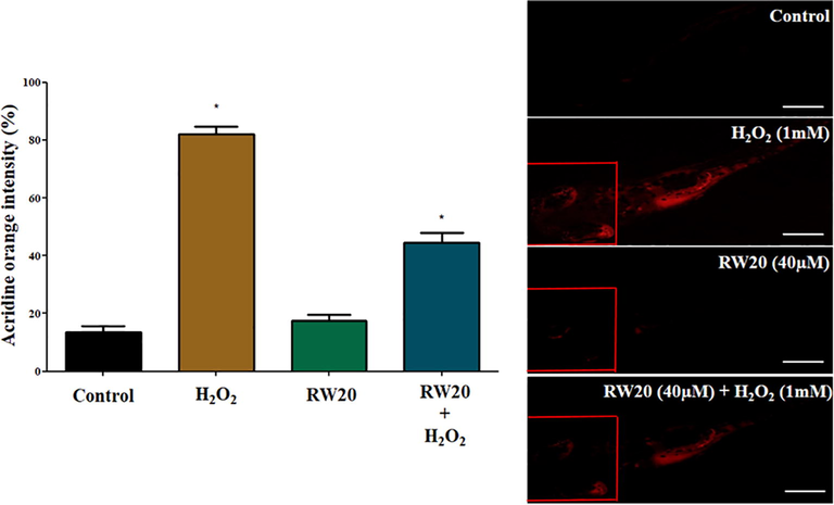 (A) Quantitative analysis of apoptosis activity in the head of zebrafish larvae. The fluorescence intensity was quantified using ImageJ. (B) Representative photomicrographs of 96 hpf zebrafish fish larvae stained with acridine orange. The fluorescence image was captured using a fluorescence microscope. Experiments were performed in triplicate, and the data were expressed as mean ± SD (n = 30/group). * represents the statistical significance at p < 0.05. Scale bar = 250 µm.