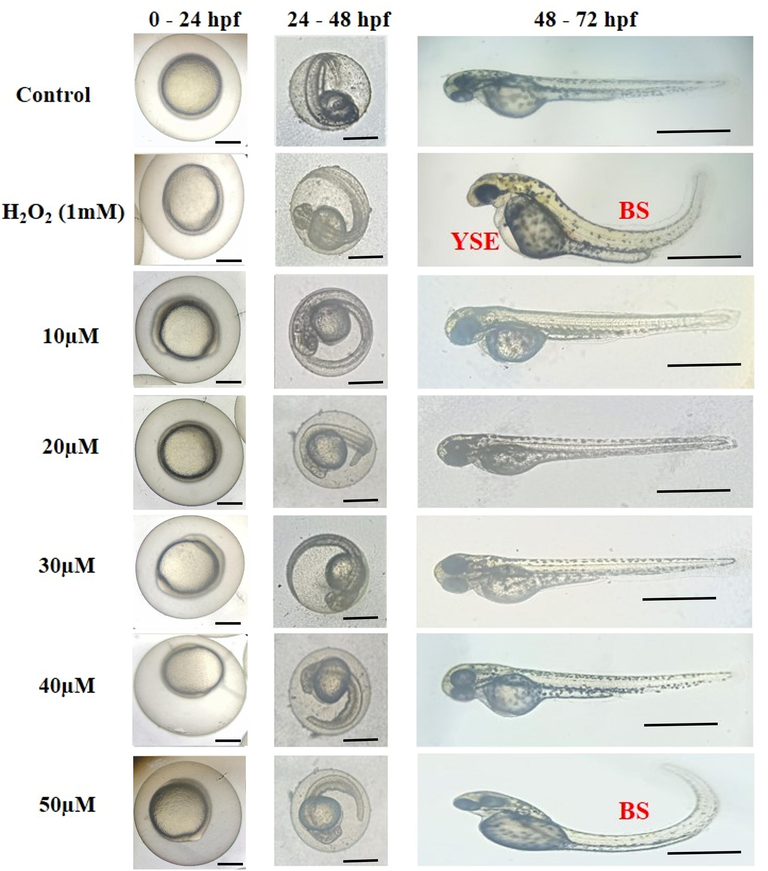 Representative photomicrographs of morphological malformation observed during the exposure period. Control with PBS treatment and RW20 peptide at different concentrations (10–50 µM). RW20 at 50 µM concentration showed a bent spine (BS), whereas H2O2 treatment group showed with malformations such as yolk sac edema (YSE) and BS. Scale bar = 500 µm.