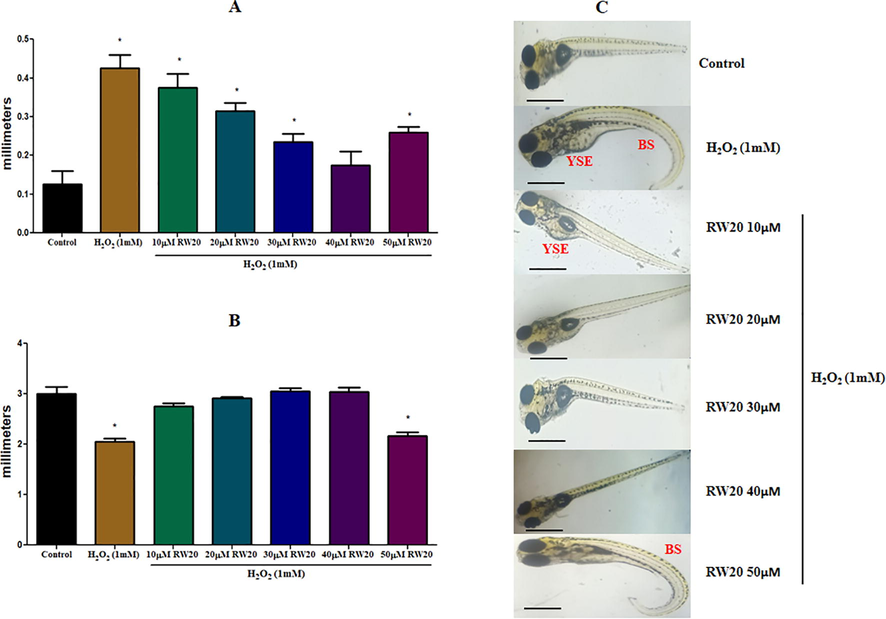 Effect of RW20 on the H2O2 induced malformation of increased in size of (A) YSE and (B) decrease in body length due to bent spine in zebrafish larvae. (C) Lateral view of zebrafish larvae was photographed, and data were quantitated by image J analysis. N = 30 zebrafish larvae per group. Data were expressed as mean ± SD. * denotes p < 0.05 as compared to the control. Scale bar = 500 µm.