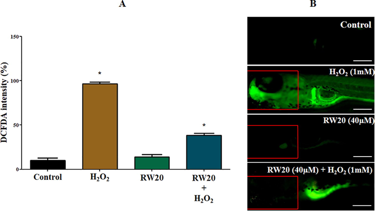 (A) Quantitative analysis of in vivo ROS generation in the head of zebrafish larvae. The fluorescence intensity was quantified using ImageJ. (B) Representative photomicrographs of 96 hpf zebrafish fish larvae by an oxidation-sensitive DCFDA fluorescent probe. The fluorescence image was captured using a fluorescence microscope. Experiments were performed in triplicate, and the data were expressed as mean ± S (n = 30/group). * represents the statistical significance at p < 0.05. Scale bar = 250 µm.