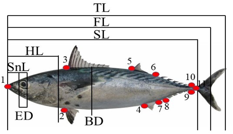 Locations of 11 landmarks and description of 20 variables with seven morphometric measurements of Euthynnus affinis (Kawakawa). TL: total length, FL: fork length, SL: standard length, HL: head length, BD: body depth, ED: eye diameter, SnL: snout length. 1--3: tip of the snout to the first dorsal fin, 3--2: first dorsal fin to pelvic fin, 1--2: tip of the snout to pelvic fin, 3--5: first dorsal fin to second dorsal fin, 5--4: second dorsal fin to the origin of anal fin, 5--7: second dorsal fin to insertion of anal fin, 2--4: pelvic fin to the origin of anal fin, 5--6: second dorsal fin to first superior finlets, 6--8: first superior finlets to first inferior finlets, 4--8: origin of the anal fin to first inferior finlets, 6--10: first superior finlets to the last superior finlets, 10--9: last superior finlets to the last inferior finlets, 8--9: first inferior finlets to the last inferior finlets, 3--4: first dorsal fin to the origin of anal fin, 2--5: pelvic fin to second dorsal fins, 5--8: second dorsal fin to first inferior finlets, 4--6: origin of the anal fin to first superior finlets, 6--9: first superior finlets to last inferior finlets, 8--10: first inferior finlets to last superior finlets, 1--11: standard length.