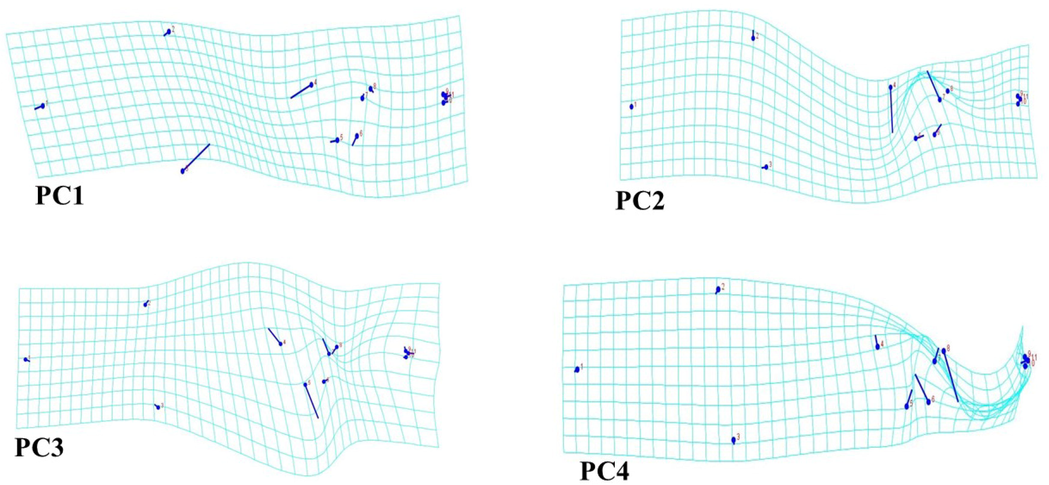 Visualization of shape variations between PC1 to PC4 by wireframe explaining shape variations. PC1 shows changes in body depth, head, dorsal fin, anal fin, caudal fin, body size. PC2 shows changes in body depth, head, dorsal fin, anal fin, caudal fin, body size. PC3 shows the changes in body depth, anal fin, caudal fin, body size. PC4 shows changes in body depth, head, dorsal fin, anal fin, caudal fin, body size.