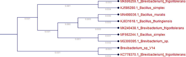 Phylogenetic assessment of 16S rDNA Brevibacterium sp. isolated from the root of a plant, Aloe castellorum, with other bacterial strains obtained by BLASTN. The sequences of the bacteria were aligned for the construction of a phylogenetic tree.