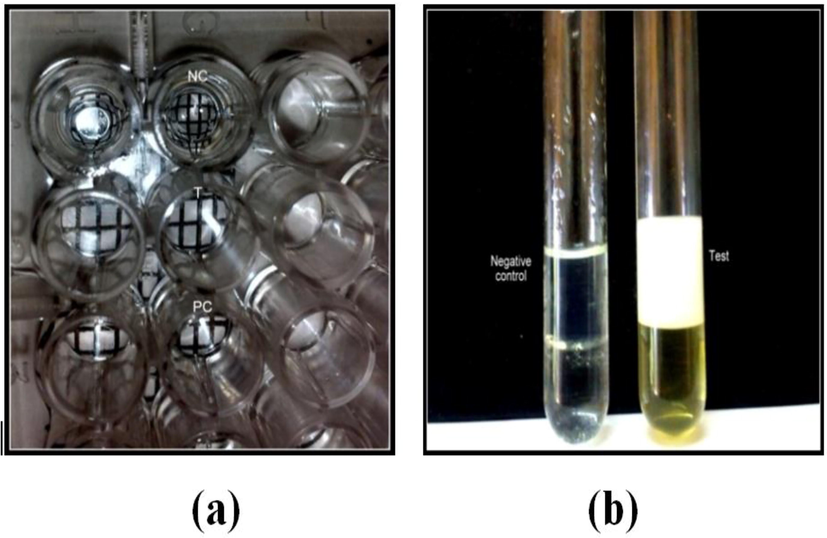 (a) Showing microplate test & (b) Emulsification Index (E24).