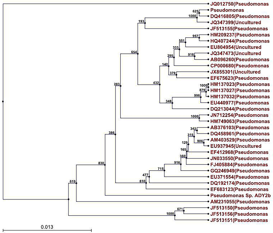 Phylogenetic tree showing the position of the bacterial isolate ADY2b within the Pseudomonas group, constructed with Maximum-Likelihood Method.