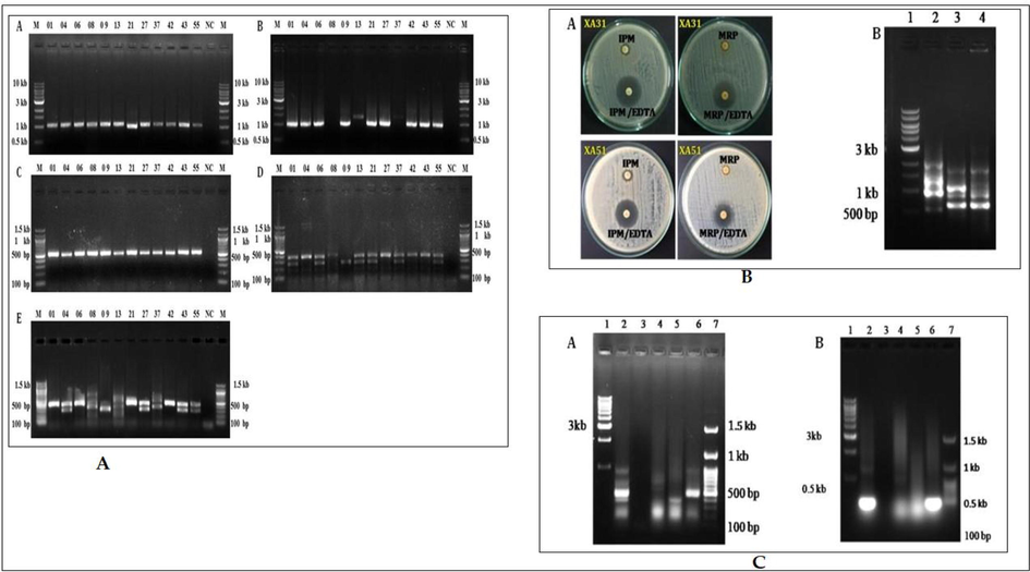 (A-C): A). PCR amplification of drug resistant genes. (A) blaTEM (972 bp); (B) blaCTX-M-15 (996 bp); (C) aac(6′)-Ib-cr (580 bp); (D) qnrA (580 bp), qnrB (264 bp) and qnrS (428 bp) genes; (E) sul1 (433 bp) and sul2 (293 bp) genes. Lane M- 1 kb DNA ladder, NC-Negative control and lane numbers represents the corresponding UPEC isolates such as 01 for E. coli XA01 and 55 for E. coli XA55 respectively: B). (A) Double disc synergy test for the phenotypic detection of beta-lactamase NDM: IPM (Imipenem)/EDTA, MRP (Meropenem)/EDTA. (B) PCR-based detection of β lactamase genes (A) TEM, CTX (B) AmpC, (C) NDM in culture lysate; C), (A) PCR-based detection of β lactamase gene, blaAmpC, in culture lysate. (B) PCR amplification of MOXM type AmpC beta-lactamase gene by UPEC strains. Lane 1: 1 kb ladder, Lane 2: XA03, Lane 3: XA05, Lane 4: XA08, Lane 5: XA31, Lane 6: XA51 and Lane 7: 100 bp ladder.