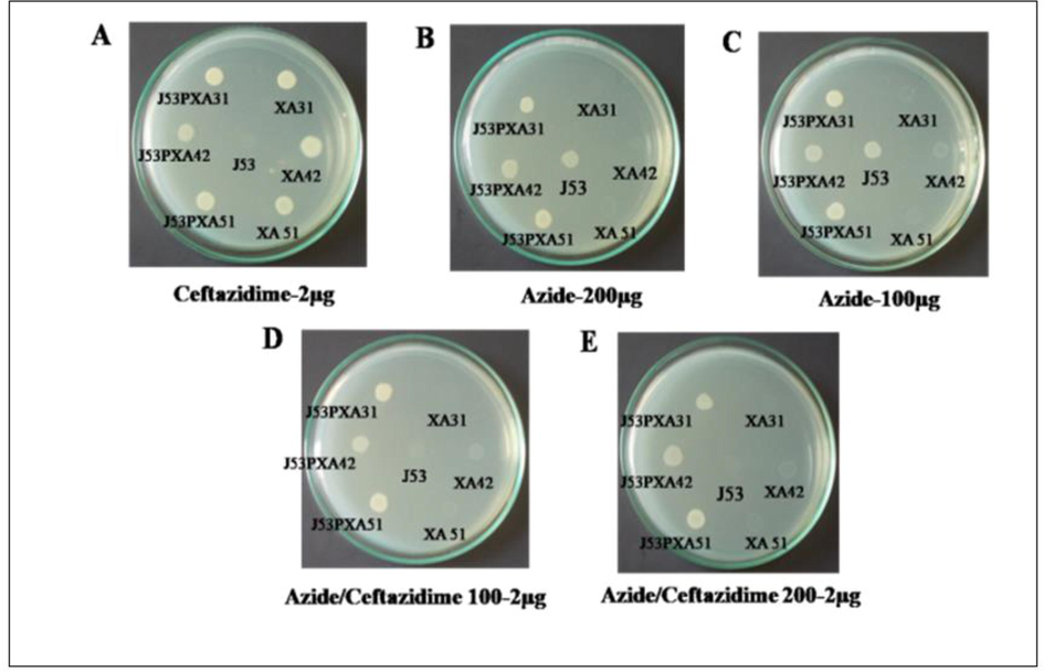 (A-E): Characterization of NDM gene dissemination through horizontal gene transfer by conjugation with E. coli J53. A) Transconjucants J53PXA31, J53PXA42, J53PXA51, wild XA31, XA42, XA51 in ceftazidime-2 µg; B) Transconjucants J53PXA31, J53PXA42, J53PXA51, wild XA31, XA42, XA51 in azide-200 µg; C) Transconjucants J53PXA31, J53PXA42, J53PXA51, wild XA31, XA42, XA51 in azide-100 µg; D) Transconjucants J53PXA31, J53PXA42, J53PXA51, wild XA31, XA42, XA51 in azide/ceftazidime 100 µg. E) Transconjucants J53PXA31, J53PXA42, J53PXA51, wild XA31, XA42, XA51 in azide-200 µg.