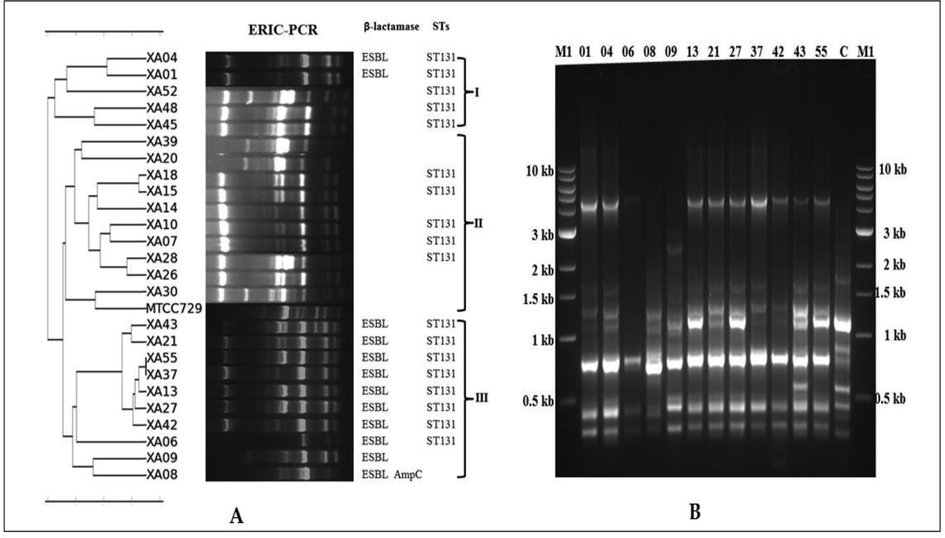 (A-B): A) Dendrogram of ERIC-PCR profiles based on Unweighted Pair Group Mathematical Average (UPGMA) clustering algorithm; B) The results of ERIC-PCR amplified products of phylogenetic group B2 isolates. M1- 1 kb ladder, M2-100 bp ladder, C- E. coli MTCC729 and all other numbers represented their corresponding UPEC isolates such as 01 for E. coli XA01 and 04 for E. coli XA04 respectively.