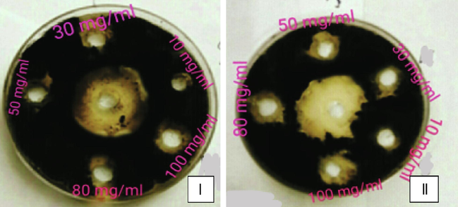 Inhibition zones around the agar wells against Colletotrichum sp. Aqueous extracts (I) and Ethanolic extracts (II) and Middle well indicates Positive control (Fungicide).