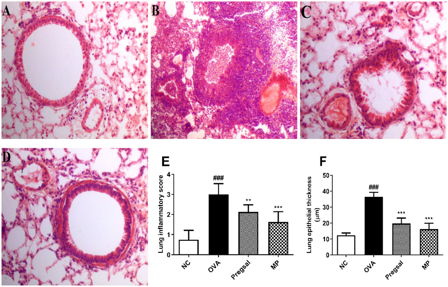 Analysis of lung histology. Hematoxylin and Eosin (H&E) stain; 40X. (A) Represents a section of the lung from NC group showing no pathological changes. (B) Lung section from the OVA group with marked peribronchial, perivascular and interstitial inflammatory infiltrate, thickened bronchial basement membrane, vascular congestion and diffuse necroinflammatory exudate in the alveoli. (C) Treatment with pregsal showing a significant amelioration of inflammatory exudate and bronchial basement membrane thickening, also represented by images (E) and (F) showing marked reduction in the inflammatory score and lung epithelial thickness, respectively. (D) MP treatment shows significant amelioration of inflammatory exudate and bronchial basement membrane thickening. ### represents difference between NC and OVA group indicating P < 0.001. *** and ** denotes P < 0.01 and P < 0.01, respectively, which indicates significant difference compared with OVA group. Negative control (NC), ovalbumin (OVA), salicylaldehyde derivative of pregabalin (pregsal), methylprednisolone (MP).