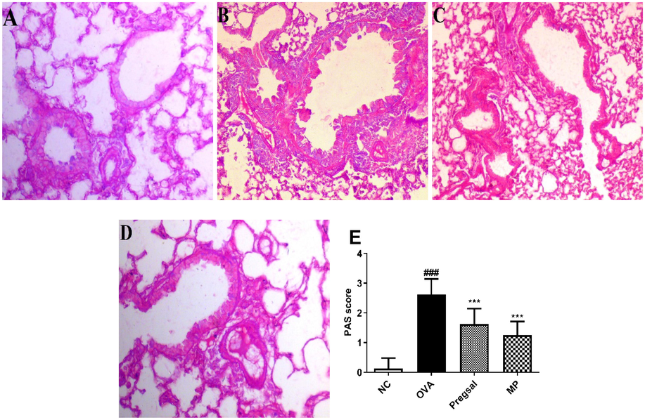 Lung sections were obtained from all the groups and Periodic acid-Schiff (PAS) staining for the identification of goblet cell hyperplasia (40X). (A) Photomicrograph showing PAS staining of NC with single bronchial goblet cell epithelial lining. (B) OVA groups with marked goblet cell hyperplasia. (C) Photomicrograph showing treatment with pregsal and (D) methylprednisolone significantly ameliorated the goblet cell hyperplasia. (E) Graphical representation of PAS scoring in all the groups where ### and *** indicate statistical difference as compared with NC and OVA group, respectively, at P < 0.001. Negative control (NC), ovalbumin (OVA), salicylaldehyde derivative of pregabalin (pregsal), methylprednisolone (MP).