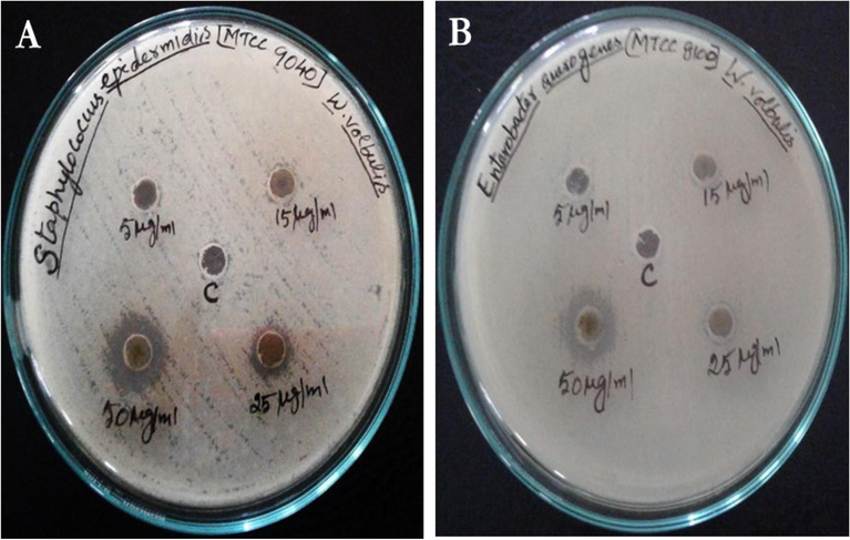 Antibacterial effects of zinc oxide nanoparticles. A. Staphyllococcus epidermidis B. Enterobacter aeurogens.