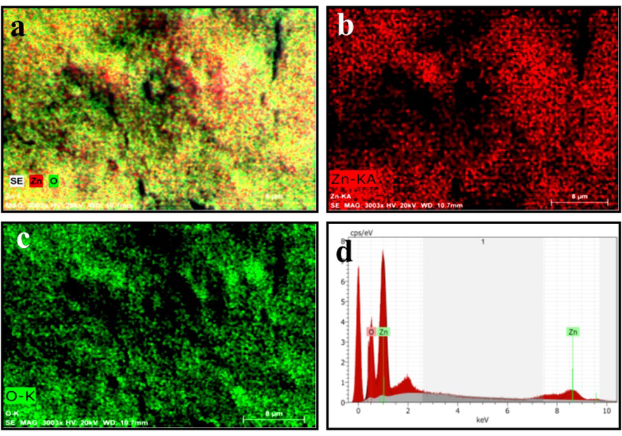 The SEM-EDX mapping (a-SEM analysis; b- Red colour indicates (Zn); C-Green colour indicates (O); d. EDX analysis of zinc oxide nanoparticles.