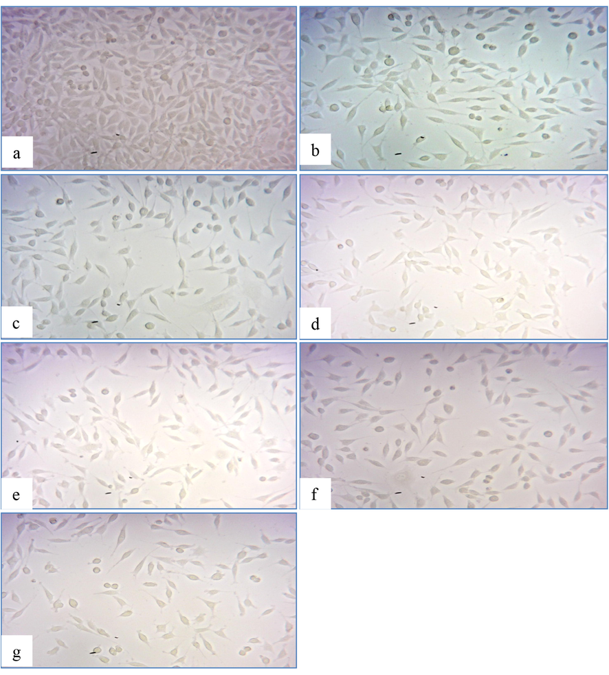 In-vitro cytotoxicity assay photomicrographs of SK-MEL-3 cancer cell lines: (a) intact control cells, (b) 200 µg of extract, (c) 250 µg of extract, (d)15 µg Kojic acid, (e) 20 µg of Kojic acid, (f) 10 µg AgNPs and (g) 15 µg AgNPs.