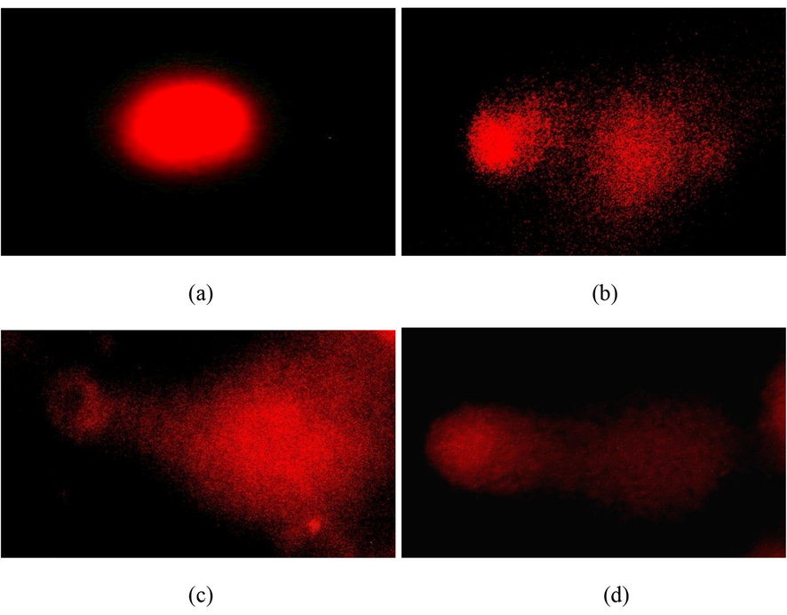 Alkaline single gel electrophoresis Comet assay (a) intact SK-MEL-3 control cells, (b) SK-MEL-3 cells treated with 250 µg of F. incarnatum fungal extract (c) SK-MEL-3 cells treated with 20 µg of Kojic acid, (d) SK-MEL-3 cells treated with 15 µg of AgNPs.