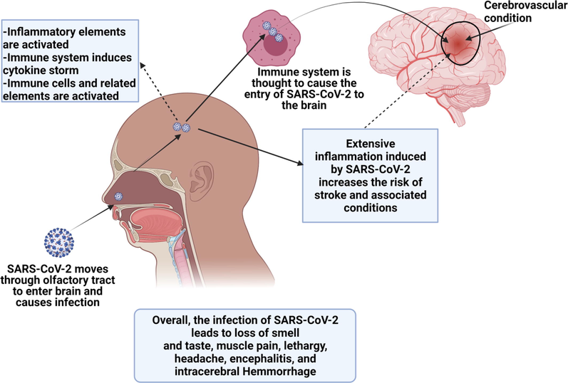 This figure shows the infectiousness of the virus and its transmission to the nervous system through immune cells or nasal passage. Moreover. It also represents the occurrence of stroke after the virus enters and infects the brain.