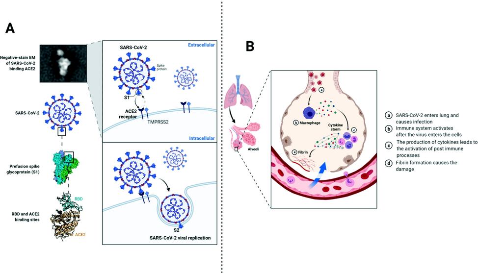 This figure shows the entry process and the mechanism associated with immune responses after the viral entry into the cell.