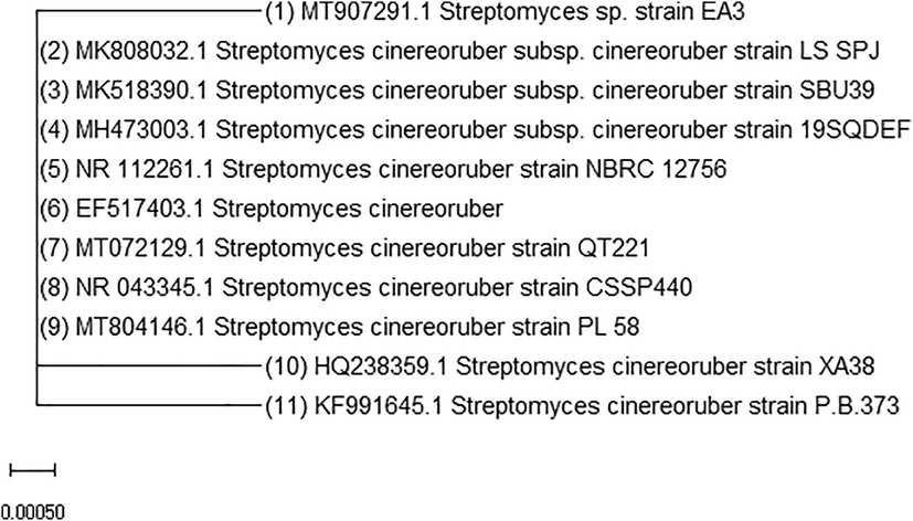 Neighbor-joining of the partial 16S rRNA gene sequence of the isolate EA3 (No.1) with the partial sequences of the nearby Streptomyces cinereoruber strains in the GenBank.