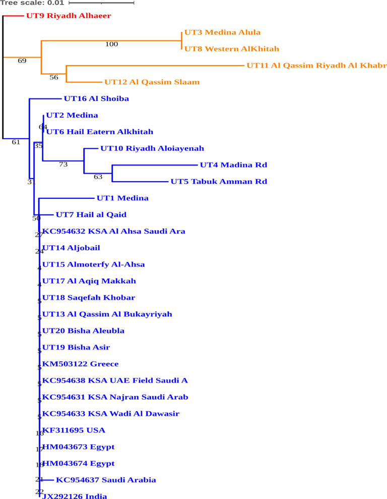 The phylogenetic tree constructed using Neighbor-Joining method for specimens under investigation.