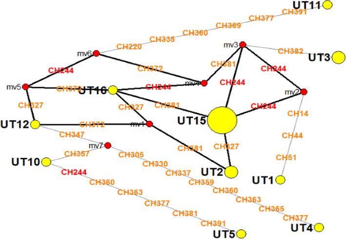 Median joining network diagram showing 10 haplotypes (yellow circles) of R. ferrugineus in this study. Majority consensus generated sequences was indicated by red points (median vectors; mv) which connects triplet of sequences. Mutations in the position of the characters were indicated CH and most frequent mutation (n = 6) was at CH244 position (indicated by red text). Size of the circle corresponds to the number of the haplotypes present.