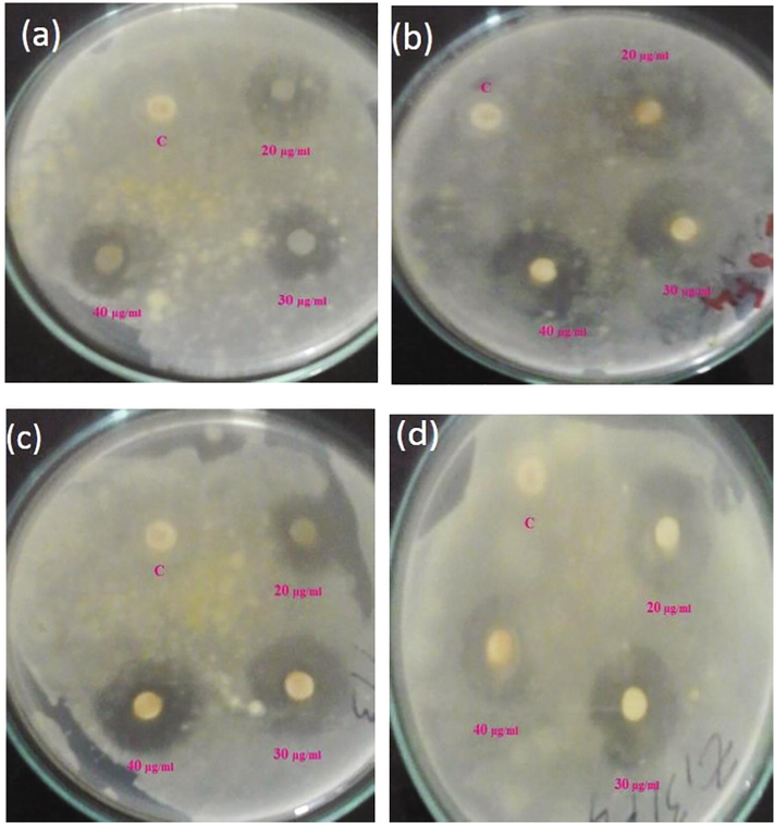 Zone of inhibition observed against different fungal pathogens (a) A. niger, (b) A. flavus, (c) R. oryzae, and (d) S. rolfsii.