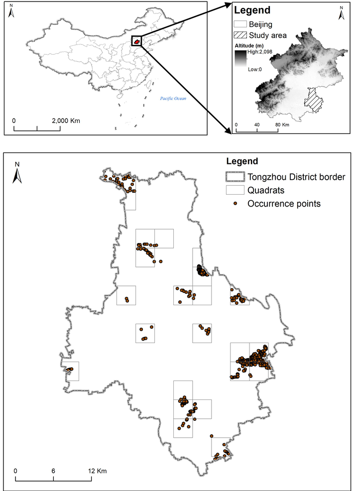 Locations of our study area and the quadrats selected randomly, as well as S. cinerearia occurrence points surveyed.