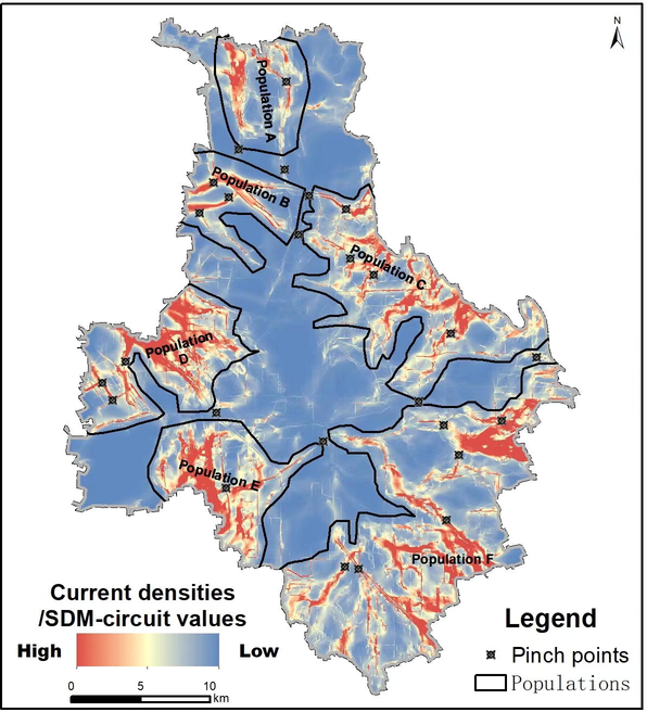 Map of the current densities/SDM-circuit values of S. cinerearia. Higher current densities indicate cells with higher net passage probabilities for random walkers moving from one patch to the other. The map highlights “pinch points”, which are in some linear narrow pathways but providing critical habitat connections between or within two populations.