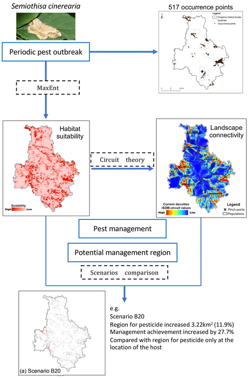 Flow chart for the combinational modeling between habitat suitability and landscape connectivity to identify the potential regions for pest management.