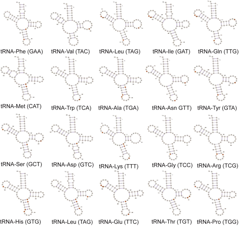 Schematic representation of tRNA modification in mitogenome of M. tarapacana.