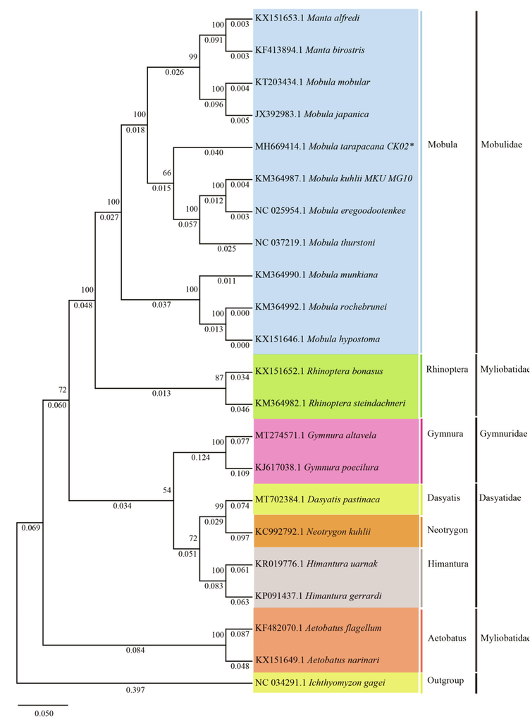Phylogenetic trees of Mobula tarapacana relationships from the complete genome. The concatenated amino acid datasets and evolutionary history was inferred using the maximum likelihood method. The evolutionary distances were computed using the Poisson correction method and are in the units of the number of amino acid substitutions per site. This analysis involved 21 amino acid sequences. Evolutionary analyses were conducted in MEGA X.