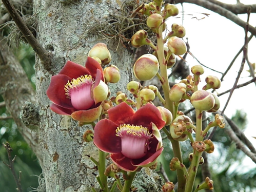 Image of Couroupita guianensis Aubl flower is known by a variety of common names including cannonball tree.