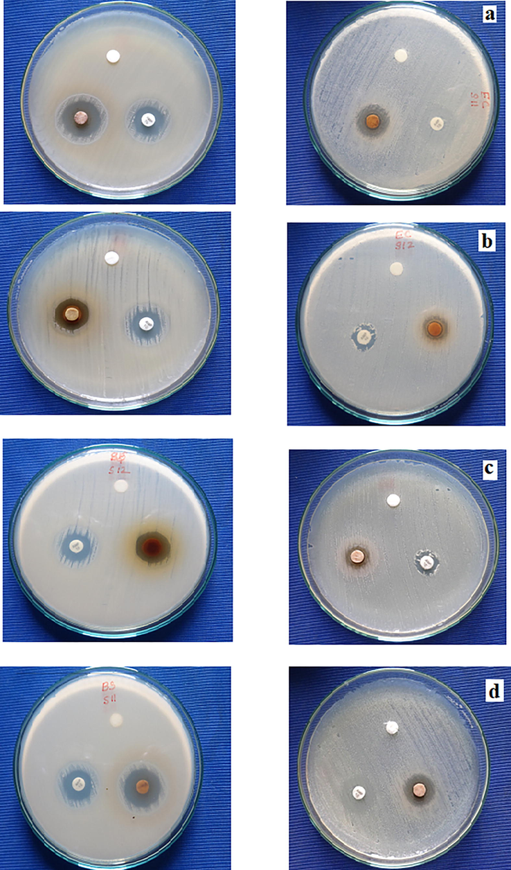 Antibacterial activity of CuNPs containing C. guianensis against Bacillus Subtillis and Escherichia Coli; (a) Flower petals; (b) Stem; (c) Bark and; (d) Leaves.