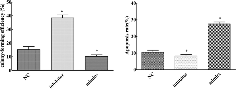 Effects of overexpression and knockdown of mirNA-145-3p on proliferation and apoptosis of cervical cancer cells (compared with NC group, *P < 0.05).