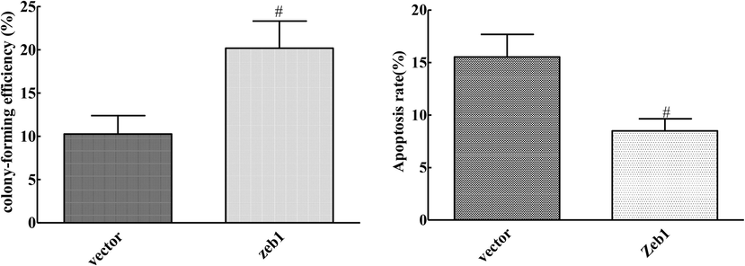 Effect of ZEB1 overexpression on proliferation and apoptosis of cervical cancer cells (compared with Vector group, #P < 0.05).