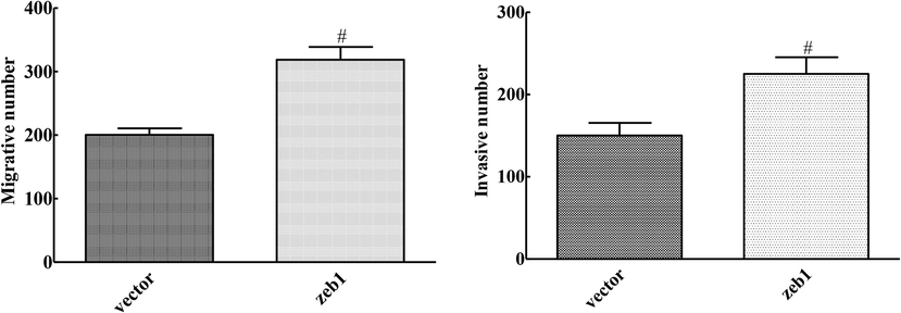 Effects of ZEB1 overexpression on invasion and metastasis of cervical cancer cells (compared with Vector group, #P < 0.05).