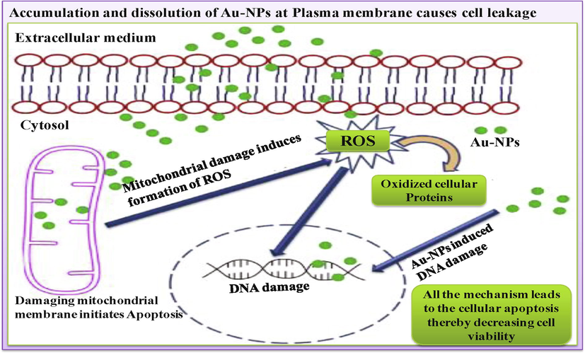 Possible mechanism of action of Au-NPs on cancer cell lines (Singh et al., 2019).