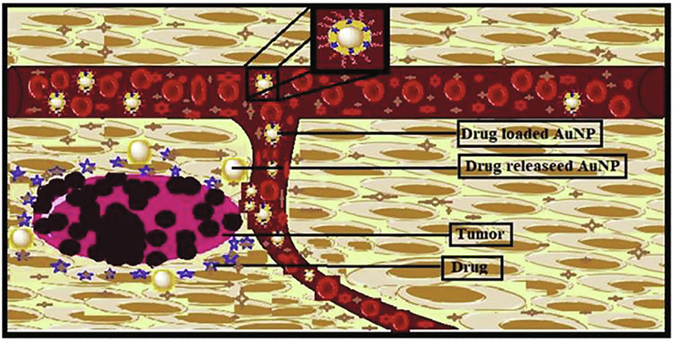 An imaginary demonstration of Au-NPs as a targeted drug delivery system for cancer treatment (Bergen et al., 2006).