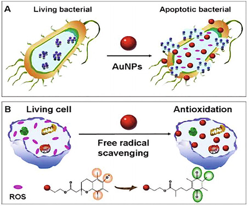 Schematic illustration of the plant-Au-NPs used in antibacterial (A) and antioxidant (B) applications (Qiao et al., 2021).