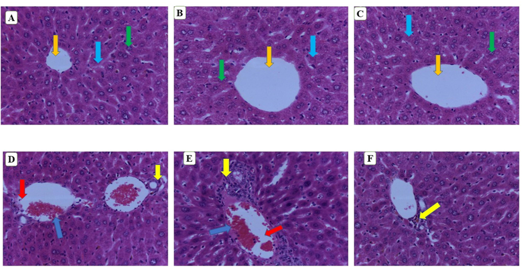 Histology of liver. A (Normal control), B (250 mg/kg bw), C (500 mg/kg bw), D (1000 mg/kg bw), E (2000 mg/kg bw) and F (3000 mg/kg bw). Green arrow-nuclei of hepatocytes, orange arrow- central vain, light blue- sinusoids, blue arrow-lymphocytic infiltration, yellow arrow-necrotic hepatocytes, red arrow-dilated central vein. (magnification 40×).