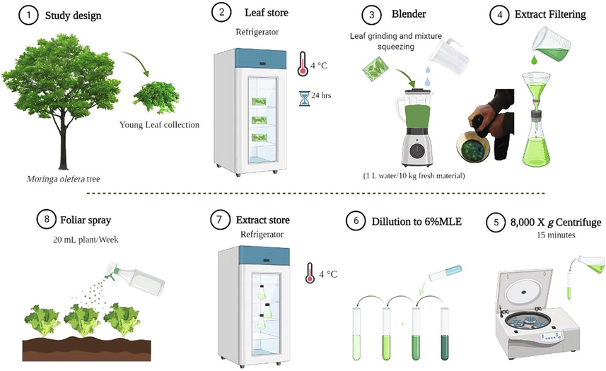 Moringa leaf extract (MLE) preparation from fresh leaves Created with BioRender.com.