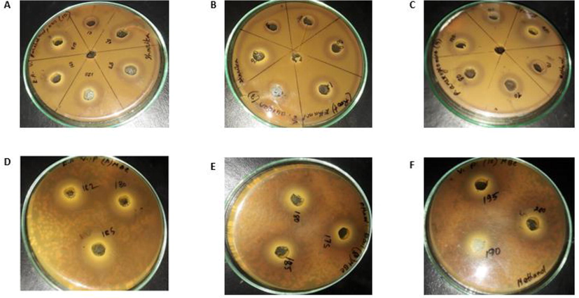 Antibacterial Zones of inhibitions of Root Extract (A) E.A extract with different con. against V. parahaemolytices (B) Ethanol extract with different con. against S. aureus (C) Methanol extract with different conc. against P. arerogenosa (D) MBC of E.A extract against V. parahaemolytices (E) MBC of Ethanol extract against E. coil (F) MBC of Methanol extract against V. parahaemolytices.