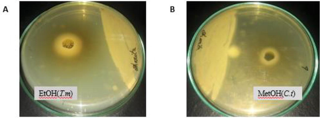 Antifungal ZIB (A) Ethanol Root Extract against Trichophyton mentagrophytes (B) Methanol extract against Candida tropicals.