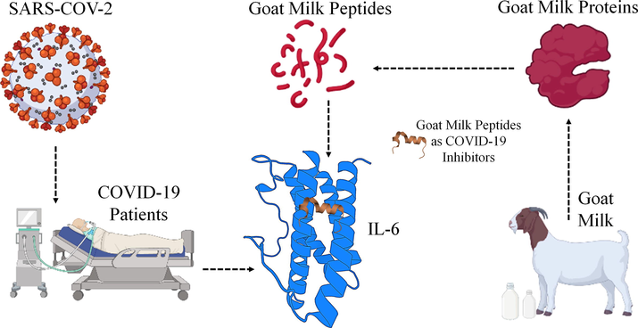 Graphical illustration of IL-6 as drug target for treating COVID-19 infected patients, and they can be treated by peptides obtained from the Goat Milk.